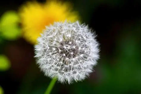 Dandelion Flower seeds