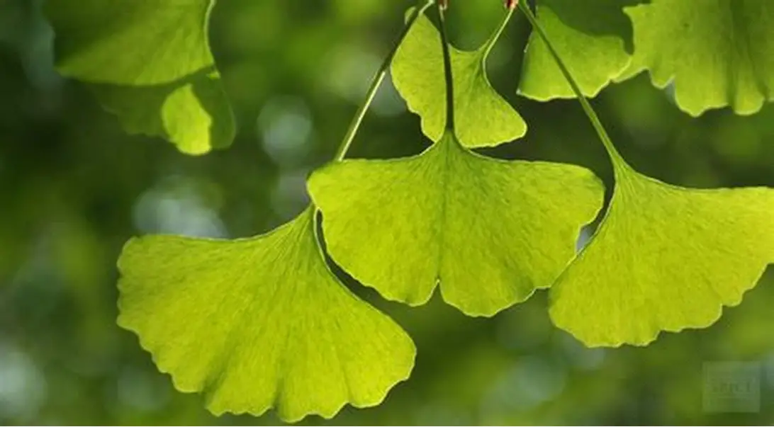 Gingko leaves